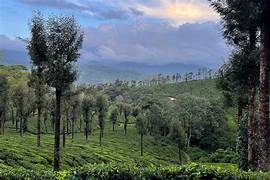 Wholesale Tea Bags